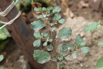 Trianthema portulacastrum, desert horsepurslane or black pigweed green plant 