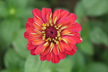 Common zinniaZenia insigni beautiful flowers 