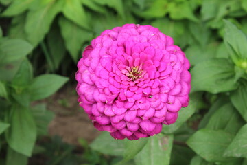 Common zinniaZenia insigni beautiful flowers 