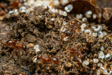 Red forest ant - Myrmica ruginodis, small forest ant native to forests and woodlands of Northern Europe and Asia.
