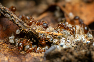 Red forest ant - Myrmica ruginodis, small forest ant native to forests and woodlands of Northern Europe and Asia.