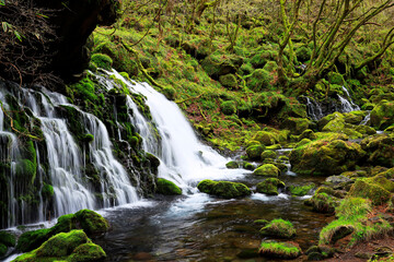 Obraz premium 清らかな湧水