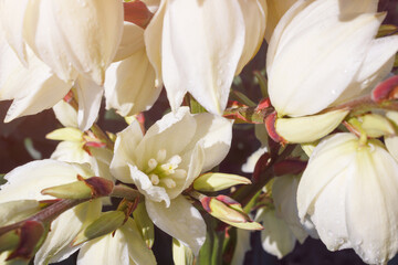 The branch of yucca plant with flowers and sunlight. Closeup view, selective focus.