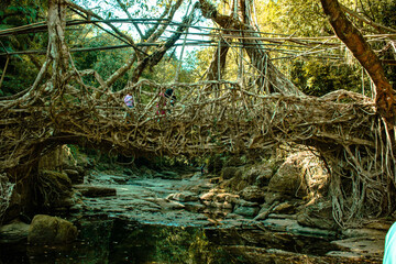 natural roots brigde in meghalaya