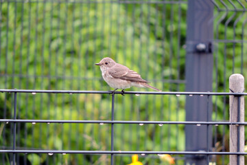 A spotted flycatcher sitting on a fence made of welded wire mesh panels, green leaves in the...