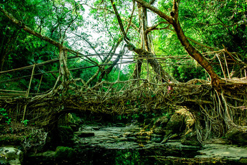 natural roots brigde in meghalaya