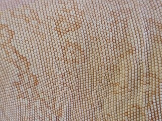 Macro and close up photography skin of white iguana
skin tone are very beautiful ni nature. ethnic,...