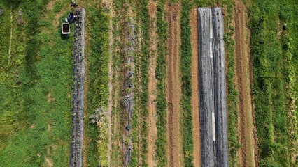 Fototapeta premium Aerial View of an Agricultural Field Featuring Rows of Various Crops and Patches of Greenery Creating a Unique and Patterned Landscape from Above