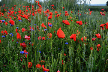 Meadow with beautiful bright red poppy flowers in spring
