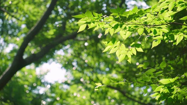 初夏の太陽の光を浴びて輝く緑の葉とキラキラ光る背景。鳥の鳴き声の音あり