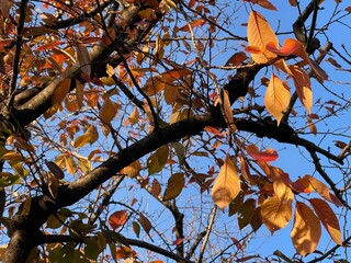 神田川12月：紅葉の木々 2024/12/3