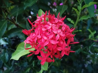 Vibrant Red Ixora Flower Cluster