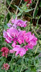 Obraz premium GRAVELINES (Nord)