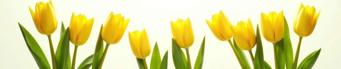 Sunlit yellow tulips, arranged in elegant bouquets, white backdrop , Easter flowers, spring blossom