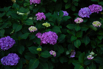 飛鳥の小径：紫陽花