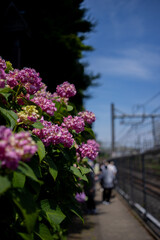 飛鳥の小径：紫陽花