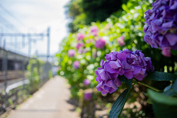 飛鳥の小径：紫陽花