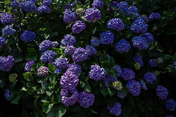 飛鳥の小径：紫陽花