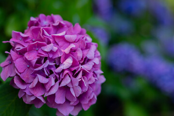 飛鳥の小径：紫陽花