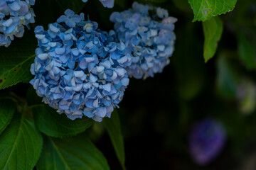 飛鳥の小径：紫陽花