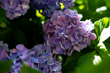 飛鳥の小径：紫陽花