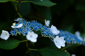 飛鳥の小径：紫陽花