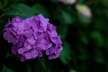 飛鳥の小径：紫陽花