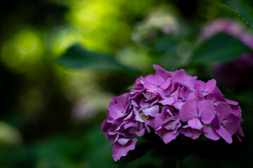 飛鳥の小径：紫陽花