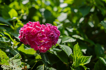 飛鳥の小径：紫陽花