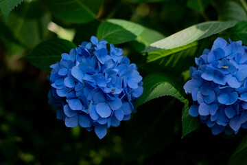 飛鳥の小径：紫陽花