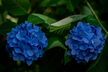 紫陽花：飛鳥の小径