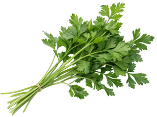 Fresh parsley bunch culinary herb aromatic ingredient cooking garnish food photography close up healthy diet