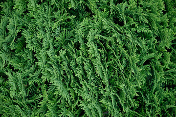 Western thuja, needles, leaves close-up macro