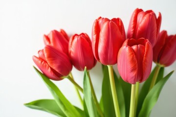 Naklejka premium Close up, red tulip buds, creative frame, natural white backdrop , springtime, flower photography, spring flowers