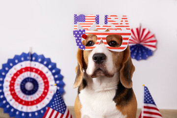  Beagle dog with glasses for the US Independence Day holiday.