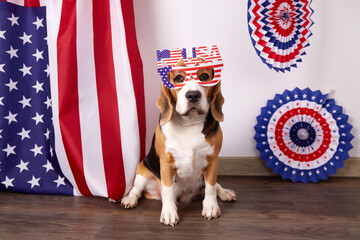  Beagle dog behind the American flag. Happy USA Memorial Day.