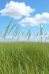 Fototapeta premium Lush green grass sways gently under bright blue sky with fluffy clouds, creating serene and peaceful landscape
