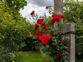 A bunch of red roses growing on a wooden post