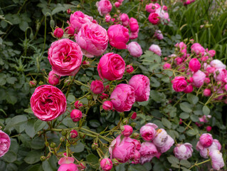 A bunch of pink roses growing in a garden