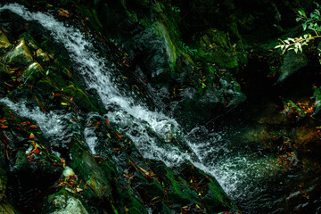 green tree in the rain