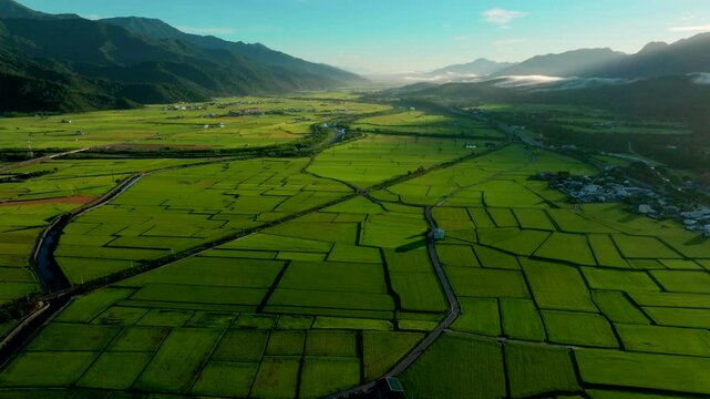 Aerial Panorama Drone Picture of Beautiful rice fields at sunrise, Chihshang Township, Taiwan