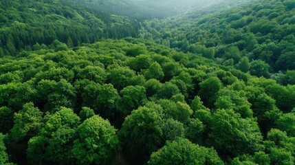 Exploring the Lush Green Forests: A Path Towards Carbon Neutrality and Sustainable Future