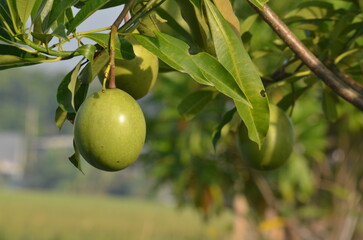 Cerbera manghas fruit on the tree