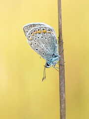 Beautiful nature scene with Common blue (Polyommatus icarus) . Macro shot of Common blue (Polyommatus icarus) on the grass. Butterfly Common blue (Polyommatus icarus) in the nature habitat.