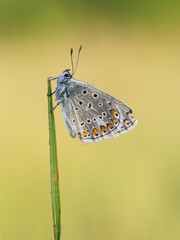 Beautiful nature scene with Common blue (Polyommatus icarus) . Macro shot of Common blue (Polyommatus icarus) on the grass. Butterfly Common blue (Polyommatus icarus) in the nature habitat.