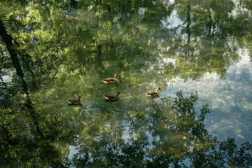 Obraz premium Geese swim peacefully in farm pond scenery creates calming effect