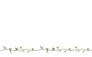 ツタ　③