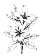 Elegant Plumeria Flower Illustration: Detailed Black and White Line Art for Tropical Design Elements, Fragrance Ingredient Concepts, Product Packaging, Label Decoration
