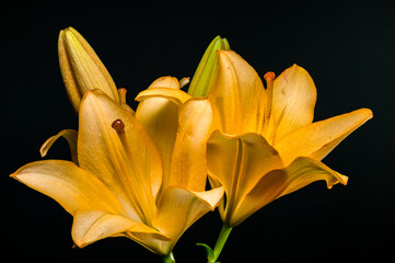 Bright Yellow Lilies and Buds on a Dark Background
