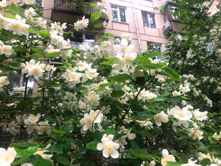 A large tree with white flowers is in front of a building